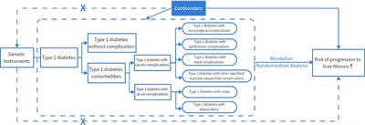 Type 1 diabetes and combined acute and chronic complications are associated with risk of progression of liver fibrosis: a Mendelian randomization study